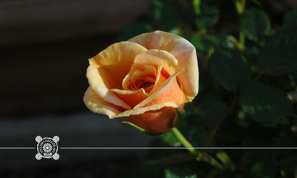 Bed and Breakfast Villino Gregoraci Relais Santa Marinella Zimmer foto